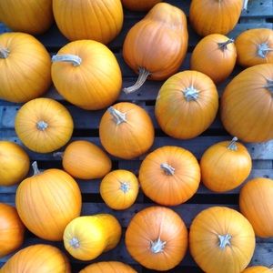 Meet your Posher, Julia